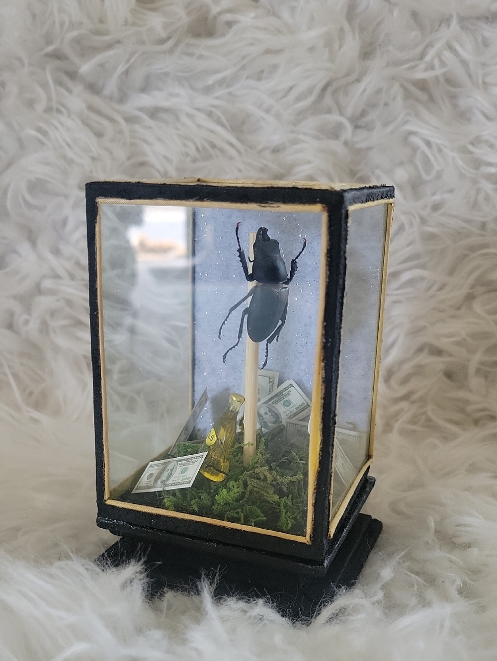 Beetle Display in Black and Gold